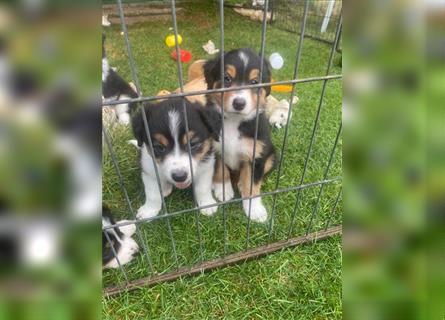 Border Colli /Australien Shepherd Mix Welpen tricolor