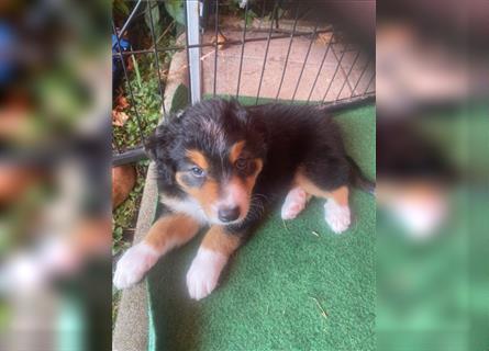 Border Colli /Australien Shepherd Mix Welpen tricolor