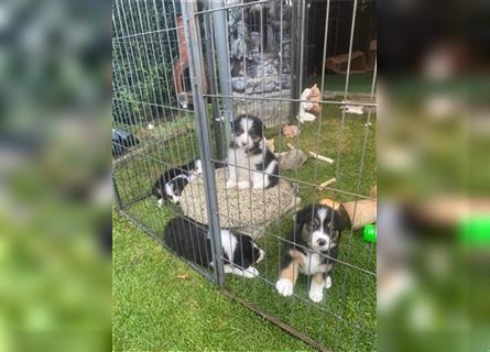 Border Colli /Australien Shepherd Mix Welpen tricolor