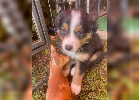 Border Colli /Australien Shepherd Mix Welpen tricolor