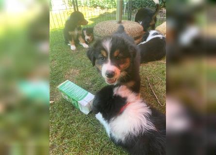 Border Colli /Australien Shepherd Mix Welpen tricolor