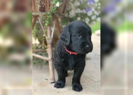 FLAT COATED RETRIEVER Welpen FCI Lost Ones Seeker