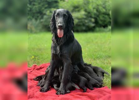 FLAT COATED RETRIEVER Welpen FCI Lost Ones Seeker