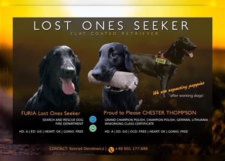 FLAT COATED RETRIEVER Welpen FCI Lost Ones Seeker