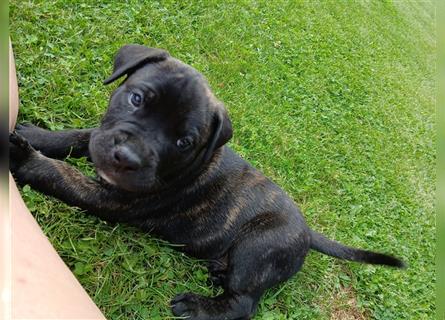 Dogo canario / Bullmastiff Mischlinge suchen ein liebevolles Zuhause