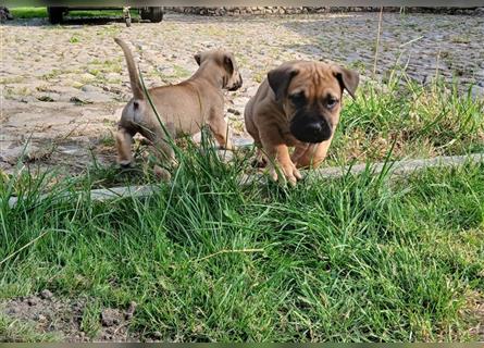 Dogo canario / Bullmastiff Mischlinge suchen ein liebevolles Zuhause