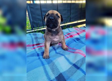 Dogo canario / Bullmastiff Mischlinge suchen ein liebevolles Zuhause