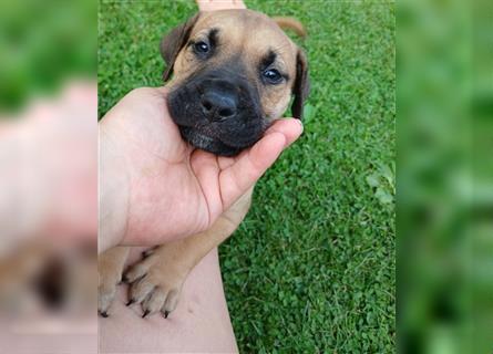 Dogo canario / Bullmastiff Mischlinge suchen ein liebevolles Zuhause