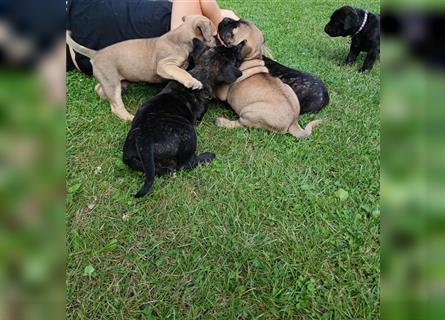 Dogo canario / Bullmastiff Mischlinge suchen ein liebevolles Zuhause