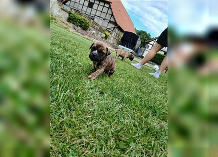 Dogo canario / Bullmastiff Mischlinge suchen ein liebevolles Zuhause