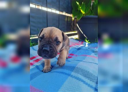 Dogo canario / Bullmastiff Mischlinge suchen ein liebevolles Zuhause