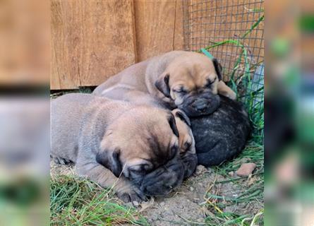 Dogo canario / Bullmastiff Mischlinge suchen ein liebevolles Zuhause