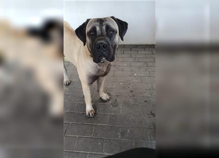 Dogo canario / Bullmastiff Mischlinge suchen ein liebevolles Zuhause