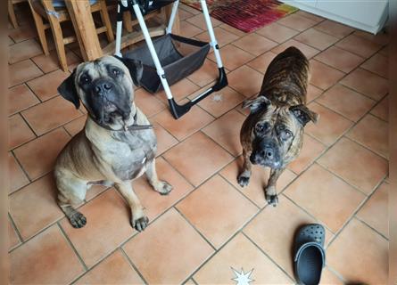 Dogo canario / Bullmastiff Mischlinge suchen ein liebevolles Zuhause