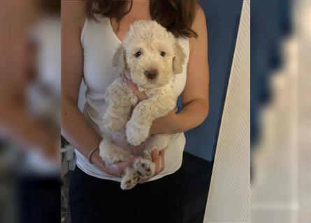 Lagotto Ramognolo -Wasserhund- Trüffelsuchhund