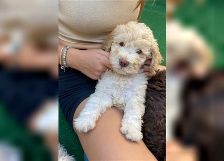 Lagotto Ramognolo -Wasserhund- Trüffelsuchhund