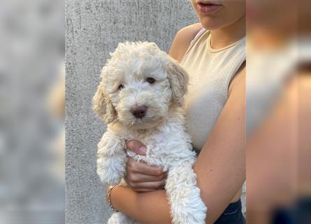 Lagotto Ramognolo -Wasserhund- Trüffelsuchhund