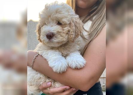 Lagotto Ramognolo -Wasserhund- Trüffelsuchhund