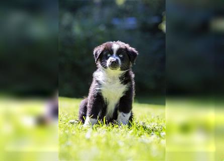 Australian Shepherd Welpen, ASCA