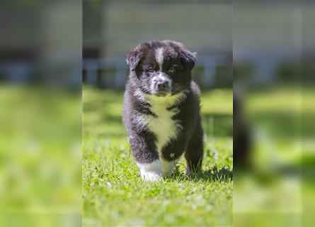 Australian Shepherd Welpen, ASCA