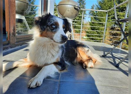 Australian Shepherd Welpen, ASCA