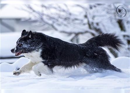 Australian Shepherd Welpen, ASCA