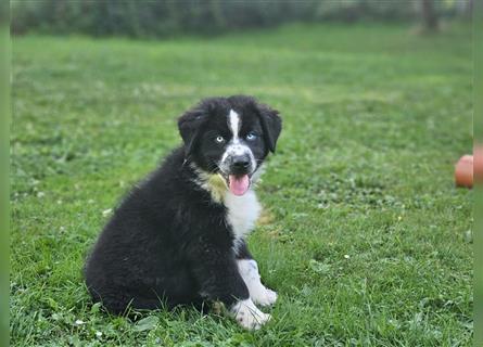 Australian Shepherd Welpen, ASCA