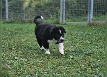 Australian Shepherd Welpen, ASCA