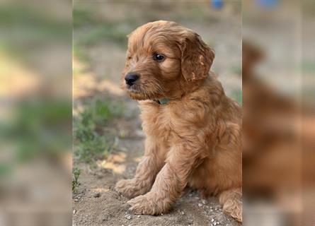 Goldendoodle F1 Welpen