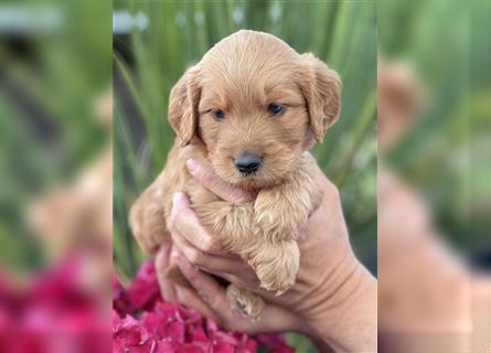 Goldendoodle F1 Welpen