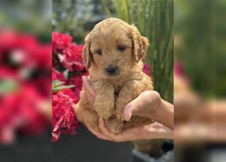 Goldendoodle F1 Welpen