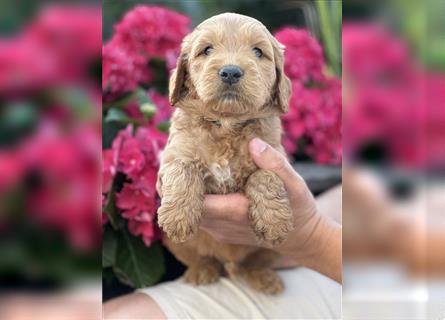 Goldendoodle F1 Welpen