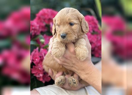 Goldendoodle F1 Welpen