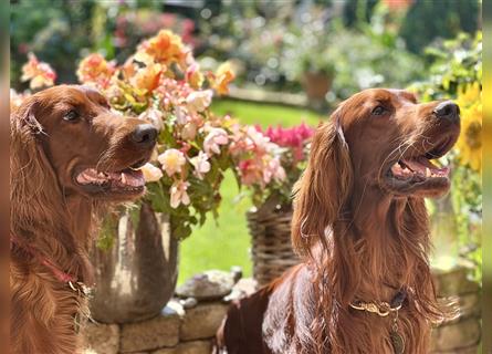 Irish Setter Welpen-Wurferwartung Mitte August