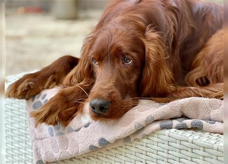 Irish Setter Welpen-Wurferwartung Mitte August