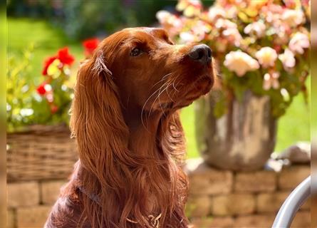 Irish Setter Welpen-Wurferwartung Mitte August