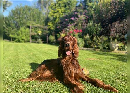 Irish Setter Welpen-Wurferwartung Mitte August