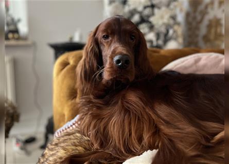 Irish Setter Welpen-Wurferwartung Mitte August