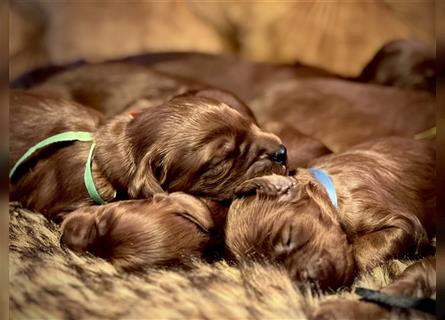 Irish Setter Welpen-Wurferwartung Mitte August