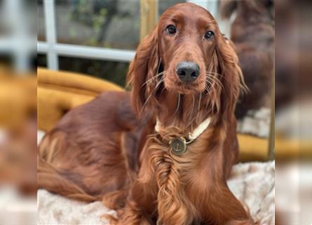 Irish Setter Welpen-Wurferwartung Mitte August