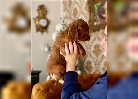 Irish Setter Welpen-Wurferwartung Mitte August