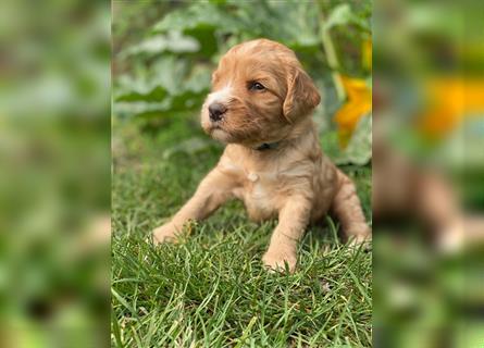 Ha Labradoodle Multigen F4 Welpen hypoallergeen