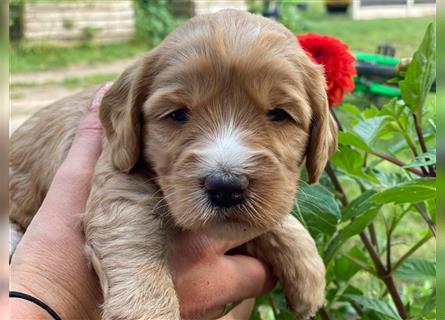 Ha Labradoodle Multigen F4 Welpen hypoallergeen