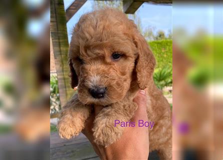 Ha Labradoodle Multigen F4 Welpen hypoallergeen