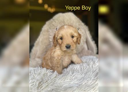 Ha Labradoodle Multigen F4 Welpen hypoallergeen