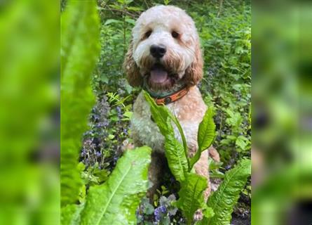 Ha Labradoodle Multigen F4 Welpen hypoallergeen