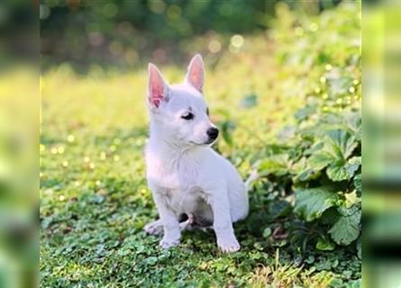 Zwergspitz-Pomeranian Mischlinge