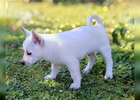 Zwergspitz-Pomeranian Mischlinge