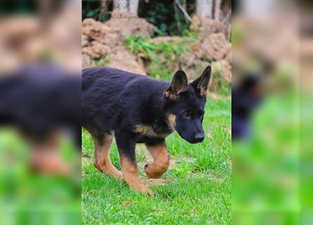 Deutsche Schäferhundwelpen suchen ein neues Zuhause