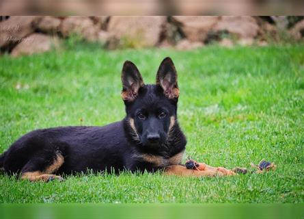 Deutsche Schäferhundwelpen suchen ein neues Zuhause